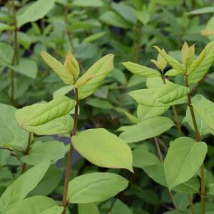 Lonicera fragrantissima 40-60 cm